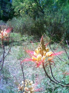 Imagen000 piscala