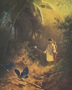 Schmetterlingfänger Sp Buch