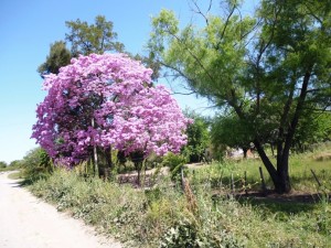 002 022 lapacho