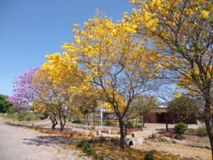 002 013 lapachos