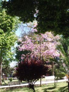 el-talar-iii-lap-rosas-bordo-qda-014