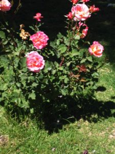 el-talar-iii-lap-rosas-bordo-qda-025