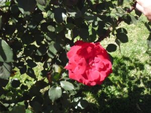 el-talar-iii-lap-rosas-bordo-qda-026