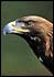 aigle